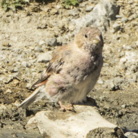 Mongolian Finch